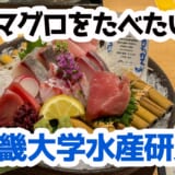 近大マグロ、銀座で実食!養殖魚の実力を確かめてみた 2