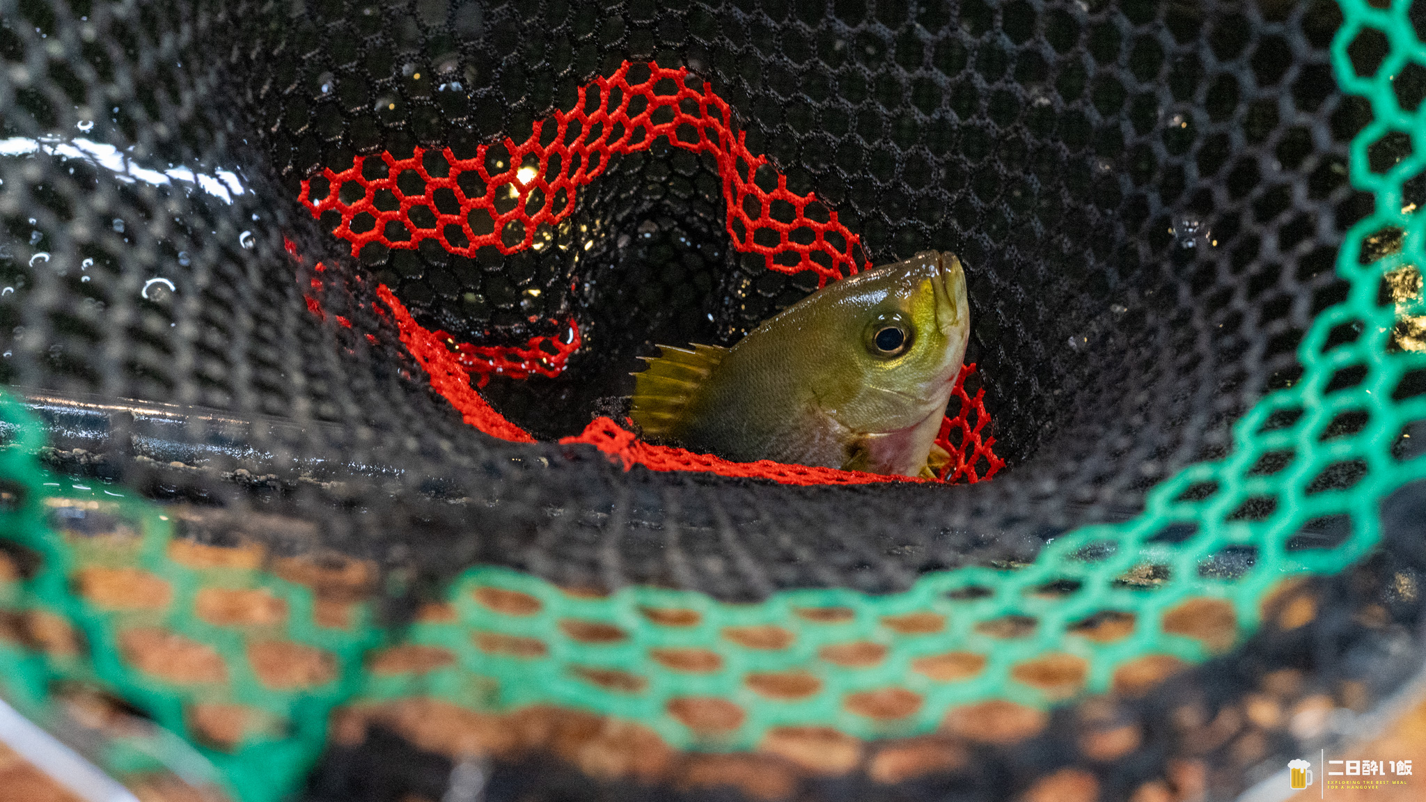 完全に魚がスレてますwww 新宿『釣船茶屋ざうお』で餌釣りが全然ダメだった話。 9
